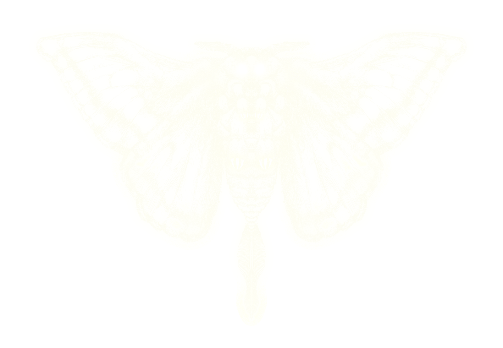 moth-lineart2